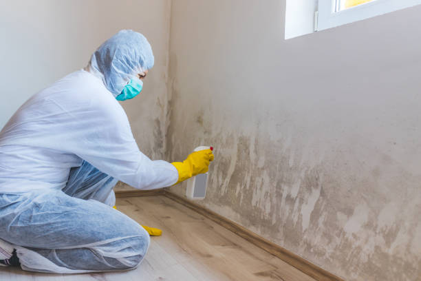 Licensed Mold Remediation service in Fairfield, IL - WQB Mold Removal